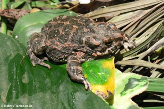 Wechselkröte (Bufotes viridis)