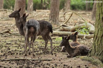 Europäische Damhirsche (Dama dama - schwarze Farbvariante) im Wildpark Gangelt