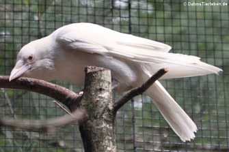Albino-Rabenkrähe (Corvus corone corone) im Weltvogelpark Walsrode