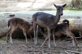 Europäische Damhirsche (Dama dama - schwarze Farbvariante) im Wildpark Gangelt