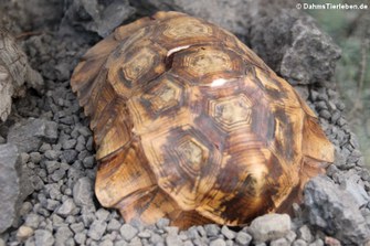 Dioscorea elephantipes, eine Pflanze, deren Knolle aussieht wie ein Schildkrötenpanzer