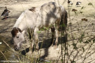 Das Heckpferd ist eine Kreuzung aus verschiedenen europäischen Pony- und Pferderassen. Das Ziel besteht darin, der Wildform des Tarpan (einer ausgerotteten Form des eurasischen Wildpferds) möglichst nahezukommen.