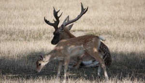 Mesopotamischer Damhirsch
