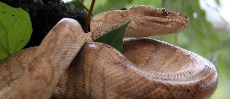 Corallus annulatus