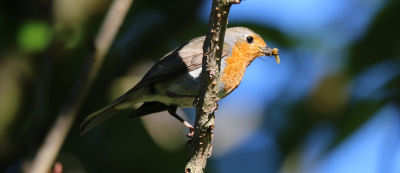 Erithacus rubecula