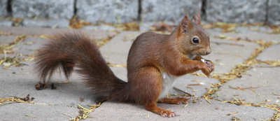 Eichhörnchen