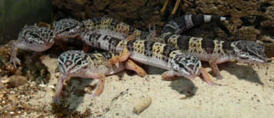 leopardgecko.jpg