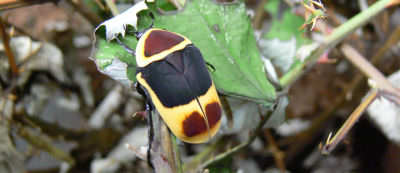 pachnoda-marginata.jpg