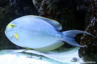 Acanthurus mata