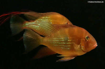 Acarichthys heckelii