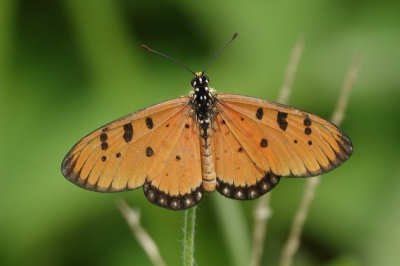 Acraea terpsicore
