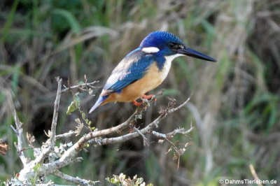 Alcedo semitorquata