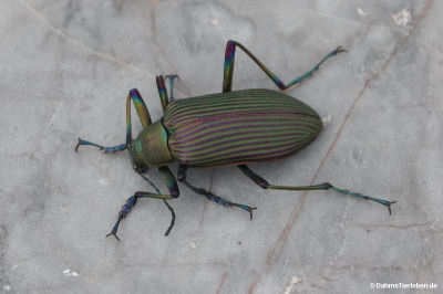 Andocamaria formosana