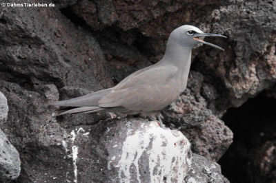 Anous stolidus galapagensis