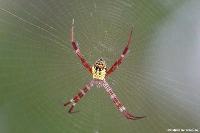 Argiope manga