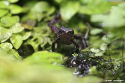 Atelopus barbotini