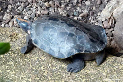 Callagurschildkröte (Batagur borneoensis)