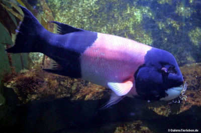 Kalifornischer Zahnlippfisch (Bodianus pulcher)