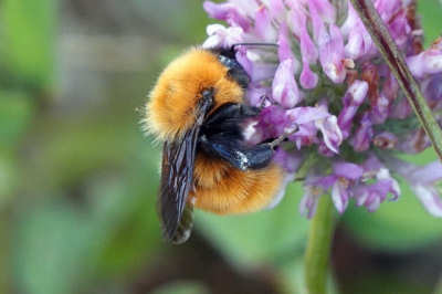 Bombus dahlbomii