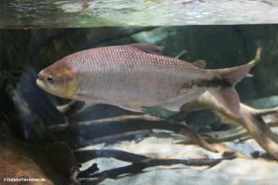Brycon hilarii