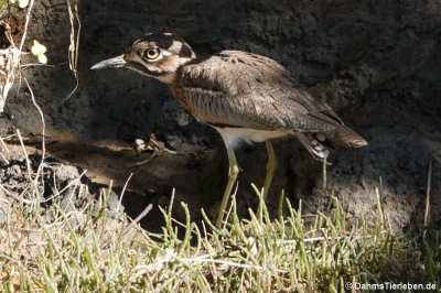 Burhinus vermiculatus
