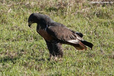 Buteo rufofuscus