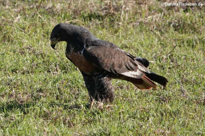Buteo rufofuscus