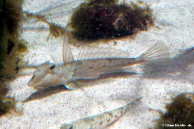 Europäischer Leierfisch (Callionymus lyra)