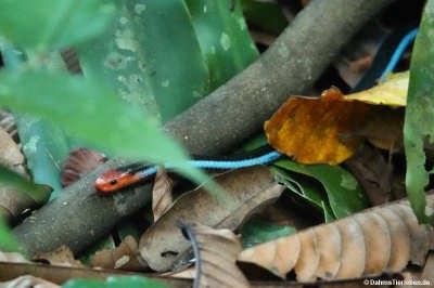 Calliophis bivirgatus