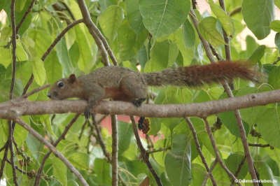 Callosciurus finlaysonii