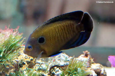 Centropyge multispinis