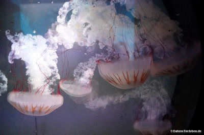 Chrysaora plocami