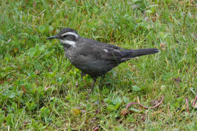 Cinclodes patagonicus chilensis
