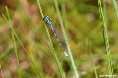Speer-Azurjungfer (Coenagrion hastulatum)