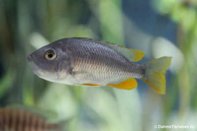 Copadichromis borleyi