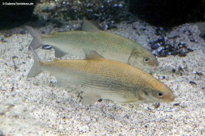 Coregonus maraena