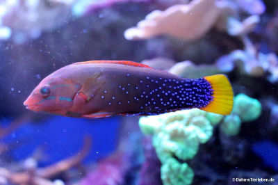 Gelbschwanzjunker (Coris gaimard)