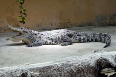Crocodylus rhombifer