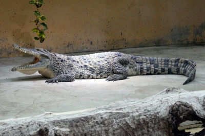Crocodylus rhombifer