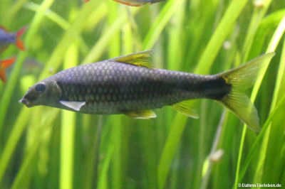 Crossocheilus reticulatus