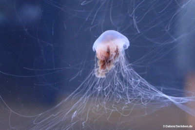 Zwergfeuerqualle (Cyanea versicolor)