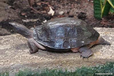 Malaiische Dornschildkröte (Cyclemys dentata)