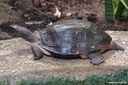 Cyclemys dentata