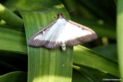 Cydalima perspectalis