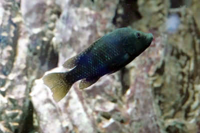 Danakilia sp. Shukoray