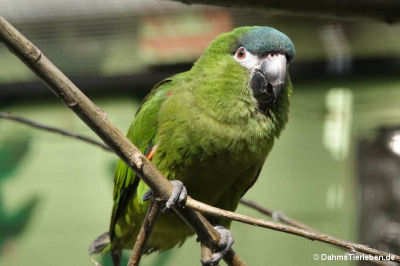 Diopsittaca nobilis nobilis