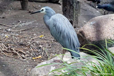 Egretta novaehollandiae