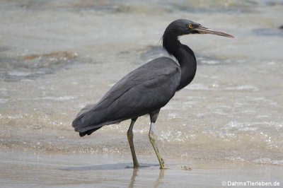 Egretta sacra
