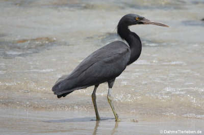 Egretta sacra