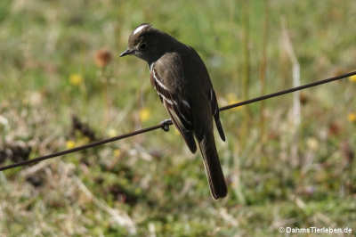 Elaenia albiceps